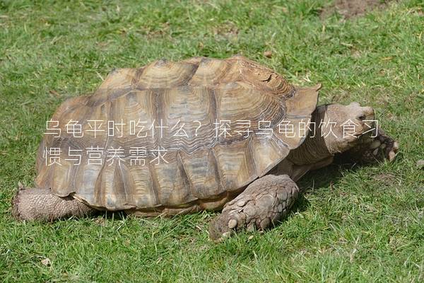乌龟平时吃什么？探寻乌龟的饮食习惯与营养需求