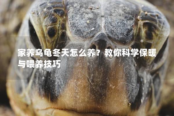 家养乌龟冬天怎么养？教你科学保暖与喂养技巧