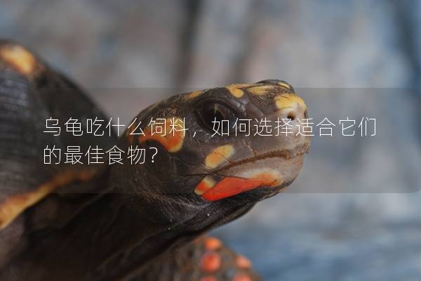 乌龟吃什么饲料，如何选择适合它们的最佳食物？