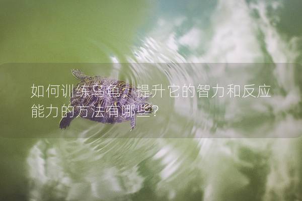 如何训练乌龟，提升它的智力和反应能力的方法有哪些？
