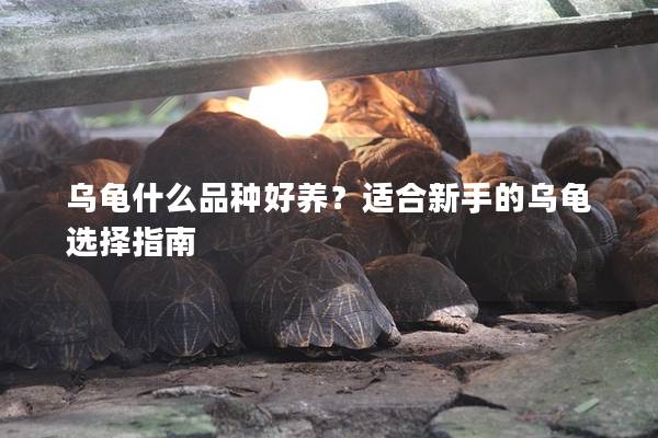 乌龟什么品种好养？适合新手的乌龟选择指南