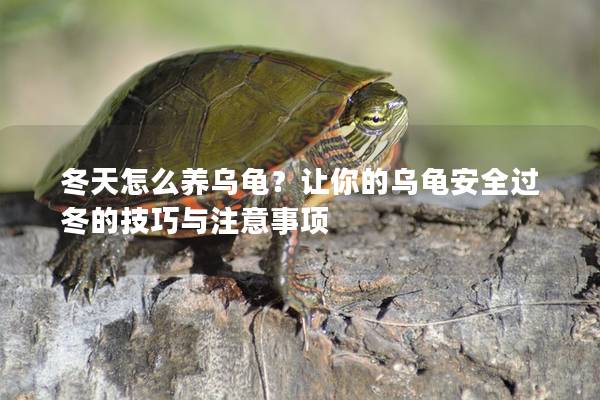 冬天怎么养乌龟？让你的乌龟安全过冬的技巧与注意事项