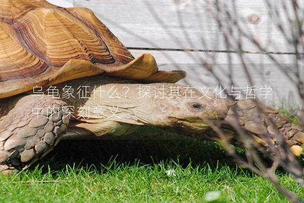 乌龟象征什么？探讨其在文化与哲学中的深刻意义