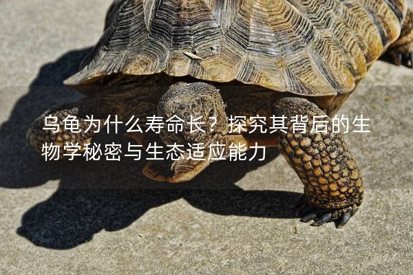 乌龟为什么寿命长？探究其背后的生物学秘密与生态适应能力