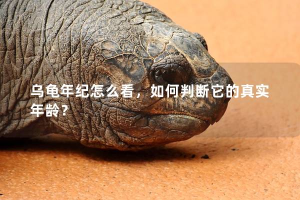 乌龟年纪怎么看，如何判断它的真实年龄？