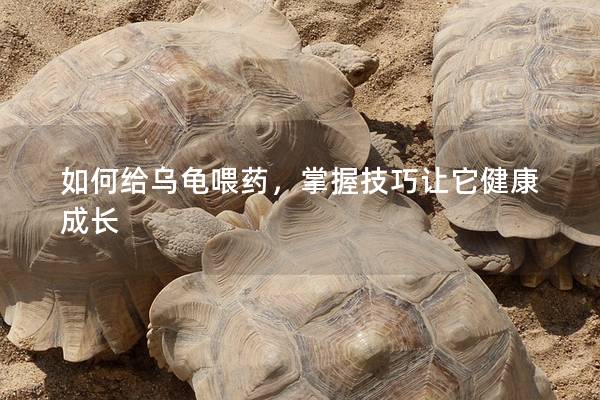 如何给乌龟喂药，掌握技巧让它健康成长