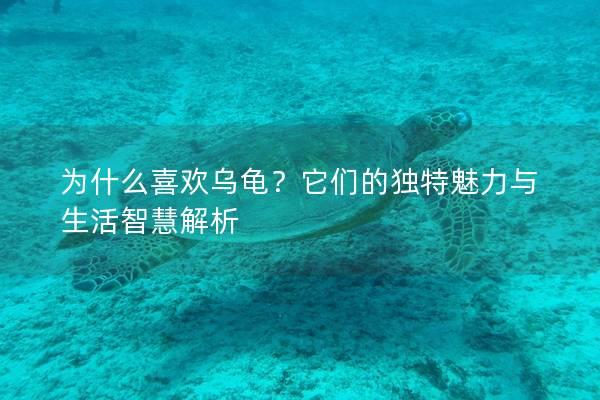 为什么喜欢乌龟？它们的独特魅力与生活智慧解析