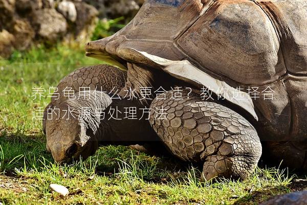 养乌龟用什么水更合适？教你选择合适的水源与处理方法