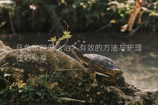 乌龟水肿怎么治？有效的方法与护理技巧分享