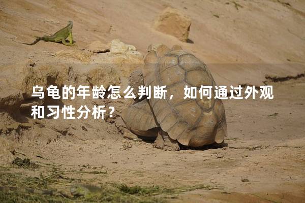 乌龟的年龄怎么判断，如何通过外观和习性分析？