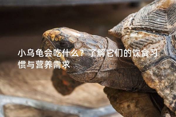 小乌龟会吃什么？了解它们的饮食习惯与营养需求