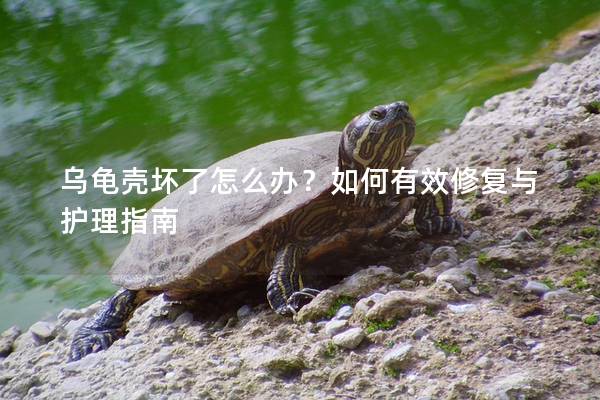 乌龟壳坏了怎么办？如何有效修复与护理指南