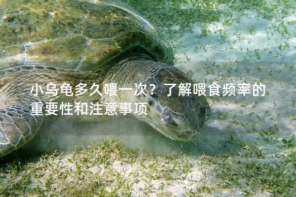 小乌龟多久喂一次？了解喂食频率的重要性和注意事项