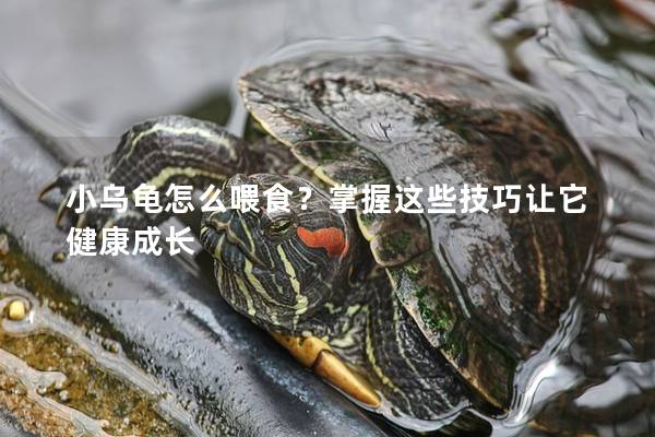 小乌龟怎么喂食？掌握这些技巧让它健康成长