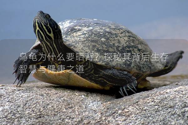 乌龟为什么要晒背？探秘其背后生存智慧与健康之道