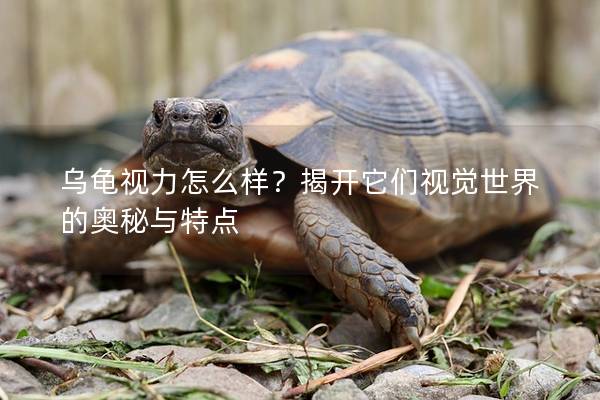 乌龟视力怎么样？揭开它们视觉世界的奥秘与特点