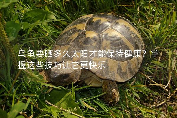 乌龟要晒多久太阳才能保持健康？掌握这些技巧让它更快乐