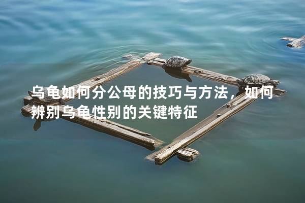 乌龟如何分公母的技巧与方法，如何辨别乌龟性别的关键特征