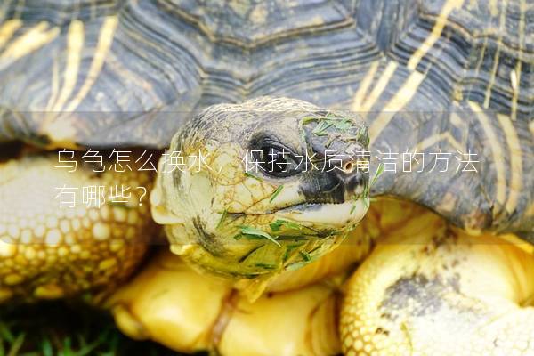 乌龟怎么换水，保持水质清洁的方法有哪些？