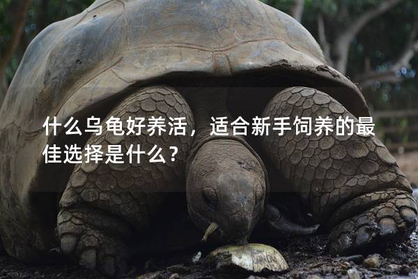 什么乌龟好养活，适合新手饲养的最佳选择是什么？