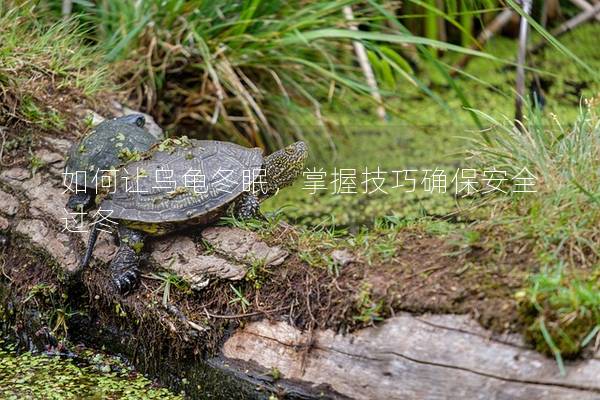 如何让乌龟冬眠，掌握技巧确保安全过冬