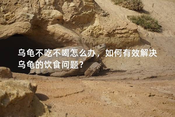 乌龟不吃不喝怎么办，如何有效解决乌龟的饮食问题？