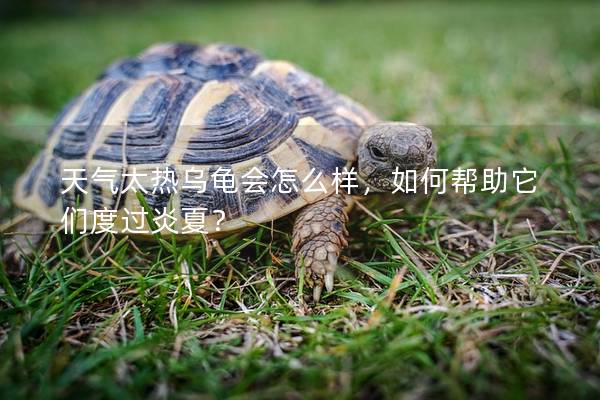 天气太热乌龟会怎么样，如何帮助它们度过炎夏？