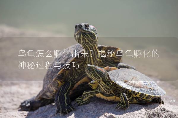 乌龟怎么孵化出来？揭秘乌龟孵化的神秘过程与技巧
