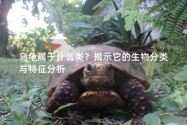 乌龟属于什么类？揭示它的生物分类与特征分析