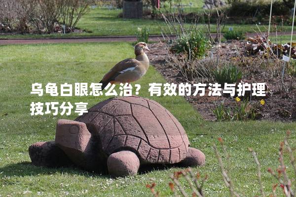 乌龟白眼怎么治？有效的方法与护理技巧分享