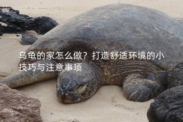 乌龟的家怎么做？打造舒适环境的小技巧与注意事项