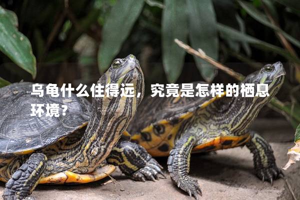 乌龟什么住得远，究竟是怎样的栖息环境？