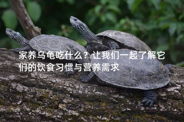 家养乌龟吃什么？让我们一起了解它们的饮食习惯与营养需求