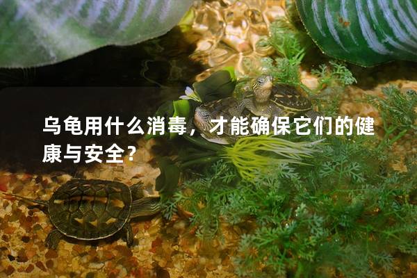 乌龟用什么消毒，才能确保它们的健康与安全？