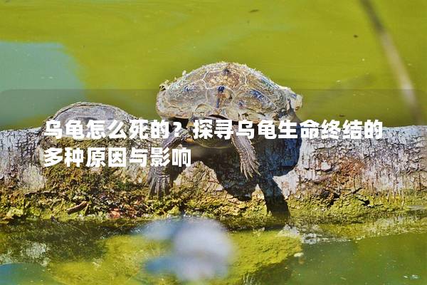 乌龟怎么死的？探寻乌龟生命终结的多种原因与影响