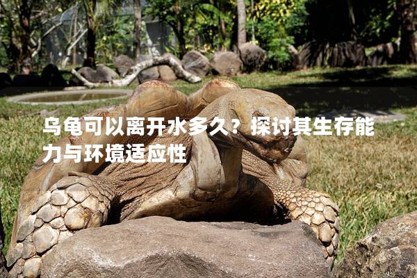 乌龟可以离开水多久？探讨其生存能力与环境适应性