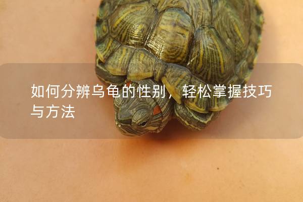 如何分辨乌龟的性别，轻松掌握技巧与方法