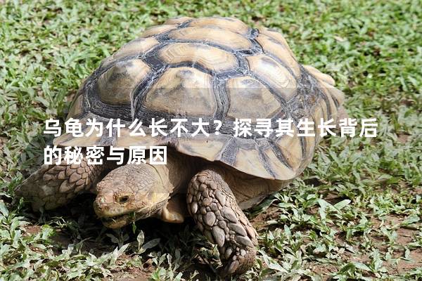 乌龟为什么长不大？探寻其生长背后的秘密与原因
