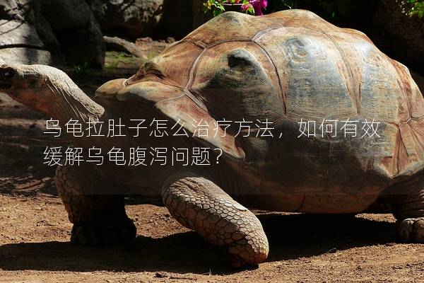 乌龟拉肚子怎么治疗方法，如何有效缓解乌龟腹泻问题？