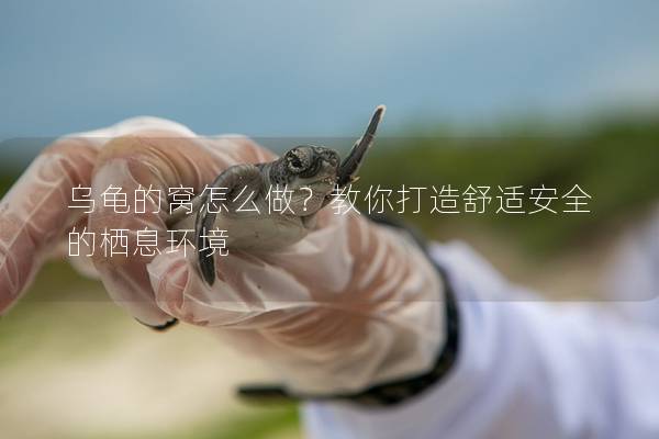 乌龟的窝怎么做？教你打造舒适安全的栖息环境