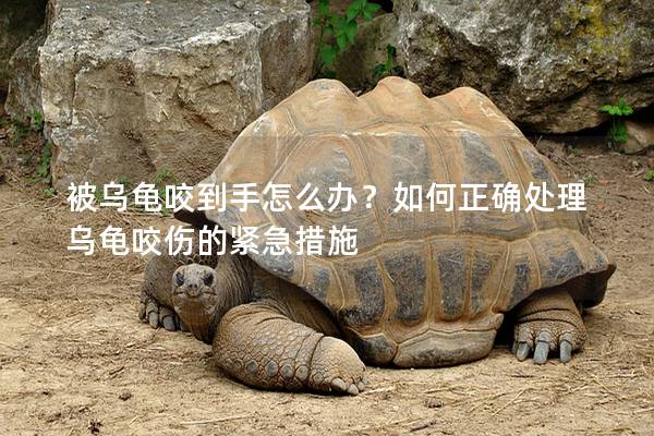 被乌龟咬到手怎么办？如何正确处理乌龟咬伤的紧急措施