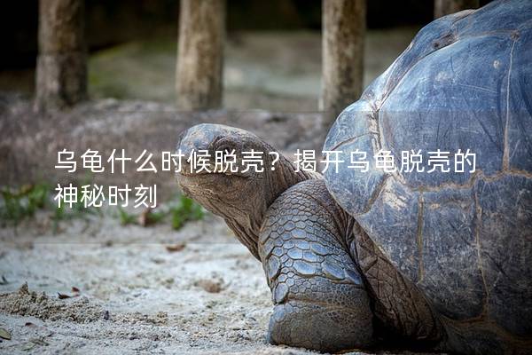 乌龟什么时候脱壳？揭开乌龟脱壳的神秘时刻