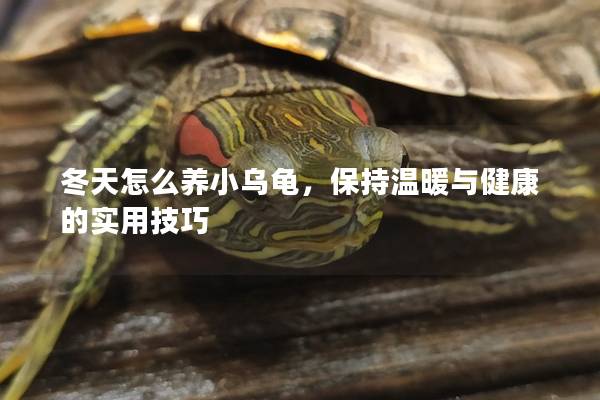 冬天怎么养小乌龟，保持温暖与健康的实用技巧