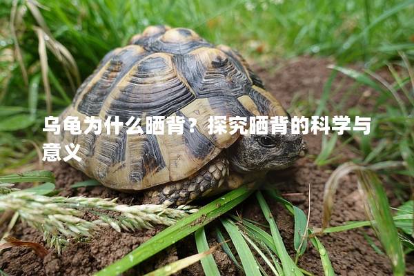 乌龟为什么晒背？探究晒背的科学与意义