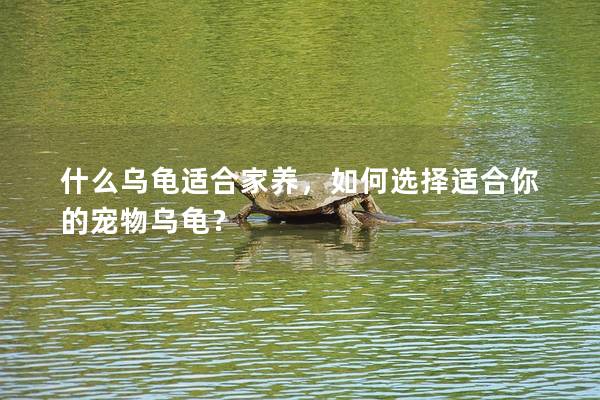 什么乌龟适合家养，如何选择适合你的宠物乌龟？