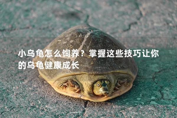 小乌龟怎么饲养？掌握这些技巧让你的乌龟健康成长
