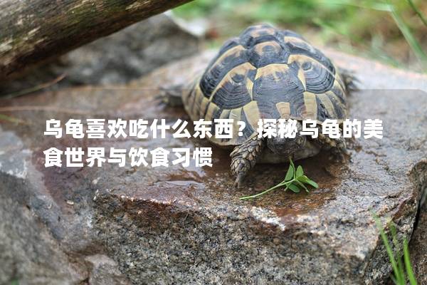 乌龟喜欢吃什么东西？探秘乌龟的美食世界与饮食习惯