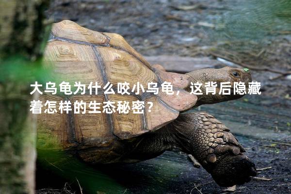 大乌龟为什么咬小乌龟，这背后隐藏着怎样的生态秘密？