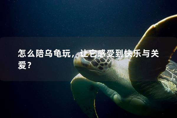 怎么陪乌龟玩，让它感受到快乐与关爱？