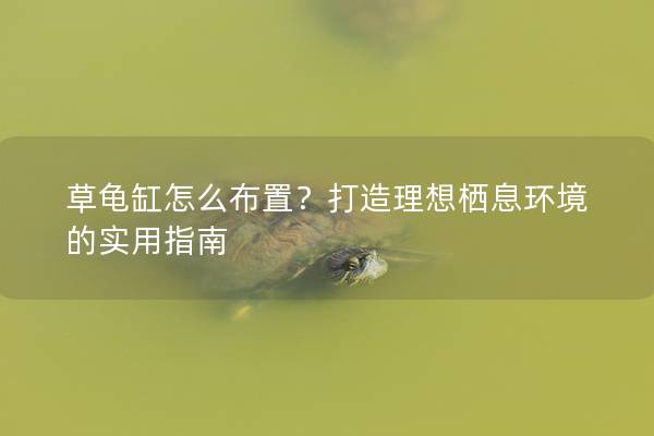 草龟缸怎么布置？打造理想栖息环境的实用指南